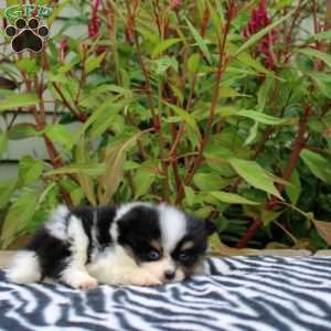 Teagen, Pomeranian Puppy
